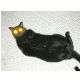 gatto con occhi laser.jpg