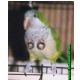 pappagallo con pircing.jpg