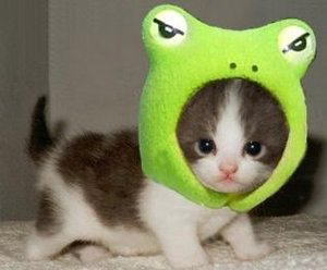 super cat frog.jpg