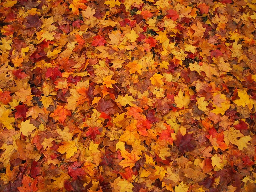 Risultati immagini per tappeto di foglie