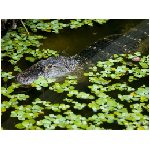 alligatore coccodrillo caimano fiume rettile rettili coccodrilli alligatori caimani foresta alghe alga   animale animali
