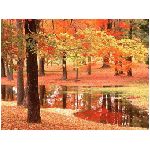 autunno albero alberi foglie laghetto foglia arancione rosso giallo verde  natura