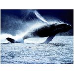balena balene mammifero mammiferi marino marini sfiatatoio cetaceo cetacei animale blu mare oceano tuffo fanoni acqua animali