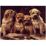 cane cani shar-pei shar pei cuccioli piccoli piccolo rughe marrone animale domestico abbaiare guaito canidi mammifero coccole coccolosi gruppo animali
