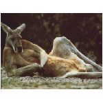 canguro canguri mammifero mammiferi australia saltatore marsupio erbivori erbivoro macropodidi branchi boschi bosco tasmania animale animali