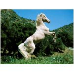 cavallo animale equino equestre bianco verde azzurro foresta prato puledro fantino animali