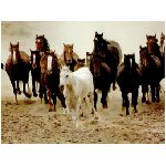 cavallo animale equino equestre mandria puledro bianco nero marrone castano corsa gara animali