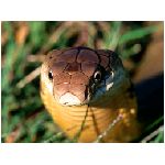 cobra serpente serpenti velenoso naia asia occhiali attacco elapidi morso denti squame strisciare marrone giallo verde bianco nero animali
