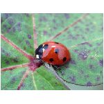 coccinelle coccinella rossa nera puntini coleottero coleotteri rosso animale insetto insetti erba nero animali