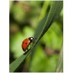 coccinelle coccinella rossa nera puntini coleottero coleotteri rosso animale insetto insetti erba animali