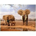 elefante elefanti indiano indiani savana famiglia cucciolo pachiderma zanne avorio piccolo elefantino acqua terra giallo marrone papa mamma figlio pozza ucceli scheletro carcassa ossa animali