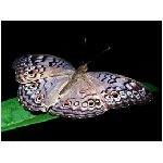 azzurra azzurro viola foglia nero insetto animali farfalla farfalle falena