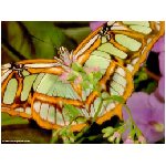 fiore nero insetto insetti animale farfalla farfalle falena rosa giallo verde azzurra azzurro viola lepidotteri lepidottero animali