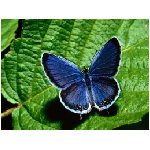 fiore nero insetto insetti animale farfalla farfalle falena rosa giallo verde azzurra azzurro viola lepidotteri lepidottero rosso blu nettare rossa  animali