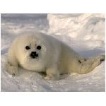 foca pelliccia mammifero acquatico carnivoro regione antartica antartide ficide ficidi bianco neve nero animale animali