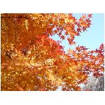 foglie autunno secche secco arancione rosso giallo azzurro chioma fogliame ramo natura