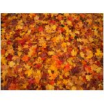 foglie foglia secche secca autunno giallo rosso arancione verde natura