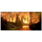 foresta foreste fuoco fiamme bruciare cervo cerbiatto alce alberi fiume rio natura