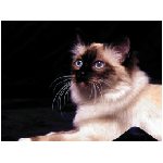 gatto gatti felino felini agile razza persiano miagolare fusa graffiare marrone azzurro animale animali
