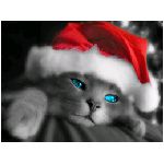 gatto natale natalizio grigio rosso tigrato feste festa auguri cappellino cappello micio felino animali occhi azzurro azzurri gatti felini gattino gattini animali