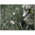 gatto gatti felino felini agile razza persiano miagolare fusa graffiare marrone azzurro animale margherita fiori fiore grigio animali