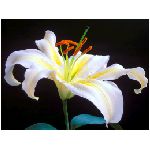giglio fiore pianta pistillo bianco giallo verde arancione viola blu natura