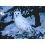 gufo gufi animale volatile notturno rapace uccello foreste foresta notte bianco nero neve
  animali