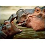 ippopotami ippopotamo grasso gioco morso mamma piccolo cucciolo bacio coccole muso acqua fiume animale animali