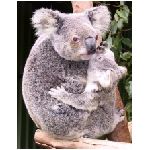 koala marsupiale australia piccolo orso grigio albero falangeride falangeridi arboricolo foglie eucalipto marsupio animale animali