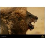 leone leoni felino felini mammifero mammiferi criniera branco branchi savana africa nero marrone giallo animali