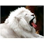 leone leoni felino felini mammifero mammiferi criniera branco branchi savana africa nero marrone giallo animale albino albini animali