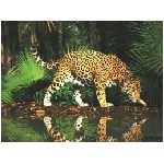 leopardo leopardi mammifero felino felini mammiferi foresta foglie oro giallo bianco macchie animali
