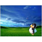 linux pinguino windows so sistema operativo prato erba cielo verde blu nuvole caccia varie unix