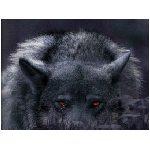 lupo lupi mammifero mammiferi carnivoro carnivori selvatico selvatici branco branchi animale nero rosso occhio animali
