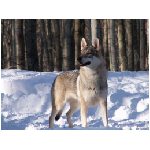 lupo lupi mammifero mammiferi carnivoro carnivori selvatico selvatici branco branchi animale neve foresta bianco marrone animali