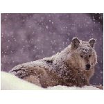 lupo lupi mammifero mammiferi carnivoro carnivori selvatico selvatici branco branchi animale neve foresta bianco marrone nevicata animali