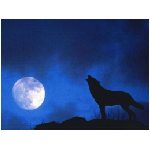 lupo lupi mammifero mammiferi carnivoro carnivori selvatico selvatici branco branchi animale foresta bianco nero notte luna ululare ululato animali