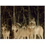 lupo lupi mammifero mammiferi carnivoro carnivori selvatico selvatici branco branchi animale foresta bianco nero ululare ululato albero alberi neve animali