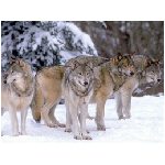 lupo lupi mammifero mammiferi carnivoro carnivori selvatico selvatici branco branchi animale foresta bianco nero ululare ululato albero alberi neve animali