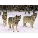 lupi lupo mammifero mammiferi carnivoro carnivori selvatico selvatici neve foresta gruppo branco animali