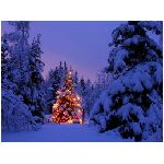 foresta innevata neve bianco neve natale abete luci sera palline fili addobbi buon auguri festa inverno bosco natura
