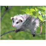 opossum mammifero marsupiale foresta verde grigio bianco didelfidi piccolo coda prensile animali
