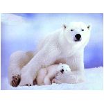 orsi orso neve amici ghiacciaio ghiaccio cucciolo cuccioli piccoli piccolo orsetto orsacchiotto mammifero mammiferi zampe zampa artigli onnivoro onnivori foreste forasta goloso miele ursidi bruno polare polo sud nord giallo bianco gelo grizly animale animali
