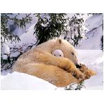 orsi orso neve amici ghiacciaio ghiaccio cucciolo cuccioli piccoli piccolo orsetto orsacchiotto mammifero mammiferi zampe zampa artigli onnivoro onnivori foreste forasta goloso miele ursidi bruno polare polo sud nord giallo bianco gelo grizly animale animali