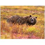 orso grizzly collina prato forza erba marrone nero bestia gigante animali