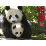 panda mammifero vegetariano piccolo orso corporatura massiccia grossa testa zampe corte pelliccia bianco giallastra chiazzata di nero montagne del tibet cina sud occidentale procionide maggiore amore affetto cucciolo mamma figlio animali