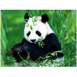 panda mammifero vegetariano piccolo orso corporatura massiccia grossa testa zampe corte pelliccia bianco giallastra chiazzata di nero montagne del tibet cina sud occidentale procionide maggiore amore affetto cucciolo figlio animali