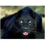 pantera pantere felino felini agile agili mantello nero nera mammifero mammiferi felidi felide  animali