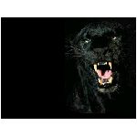 pantera pantere felino felini agile agili mantello nero nera mammifero mammiferi felidi felide animali