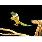 pappagallo pappagalli uccello uccelli tropicale tropicali becco adunco penne colori colore vivace vivaci imitare voce psittacidi psittacidi volo verde giallo bianco rosso arancione blu
 animali
